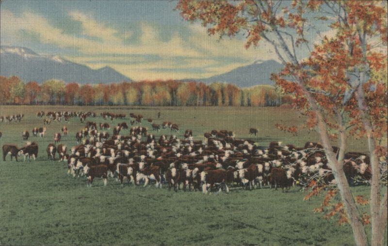Cattle on the Range in the Southwest, Clovis, NM New Mexico