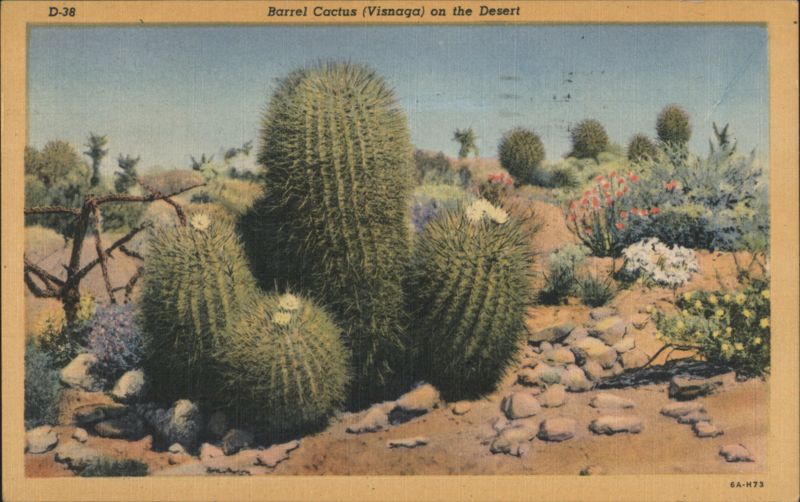 Barrel Cactus (Visnaga) on the Desert Cactus & Desert Plants