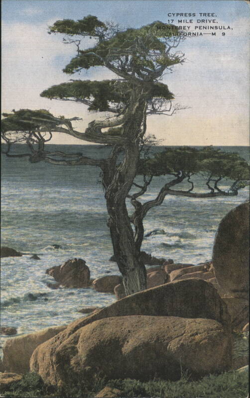 Cypress Tree, 17 Mile Drive, Monterey Peninsula, CA California