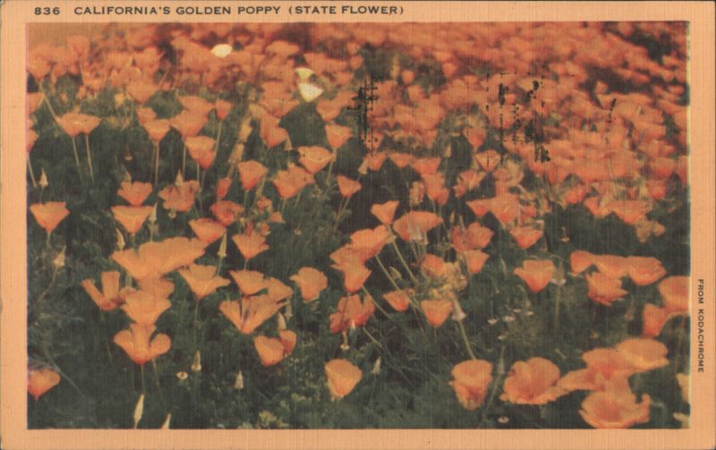California's Golden Poppy (State Flower)