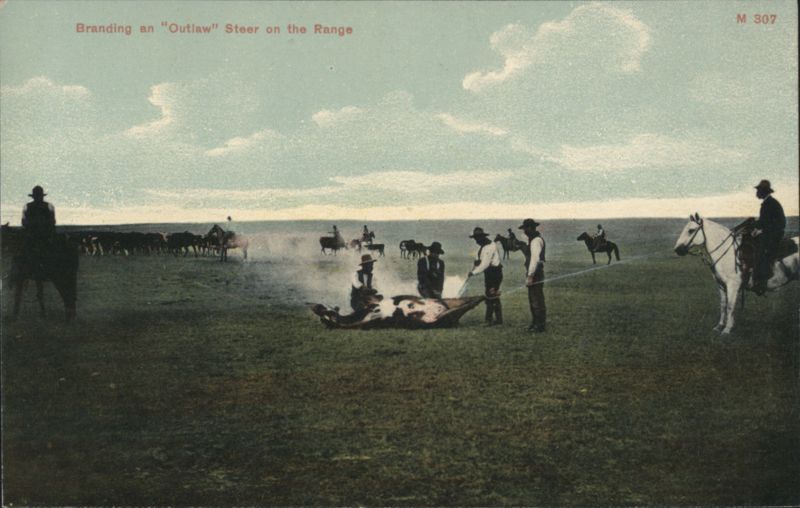 Branding an Outlaw Steer on the Range Cowboy Western