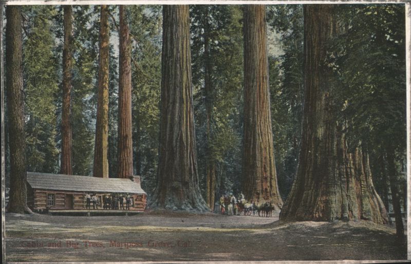 Cabin and Big Trees, Mariposa Grove, CA California