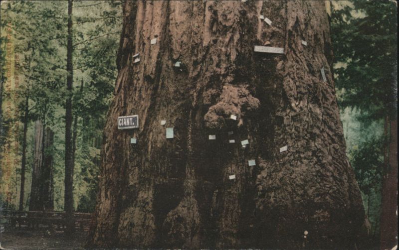 Giant Tree with Cards Attached Trees