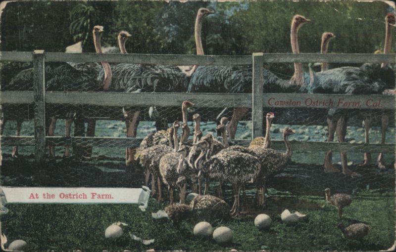 Ostriches at Cawston Ostrich Farm California