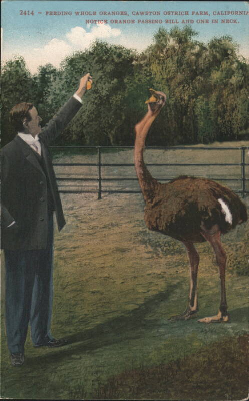 Feeding Whole Oranges, Cawston Ostrich Farm, California