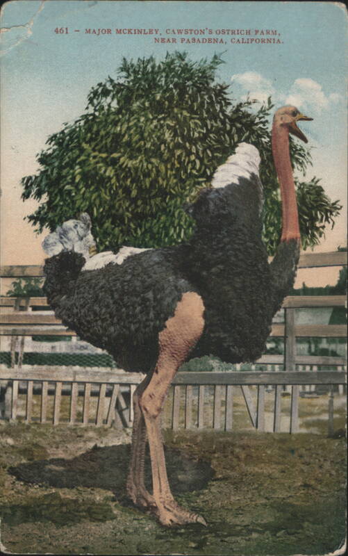 Major McKinley, Cawston's Ostrich Farm Pasadena California