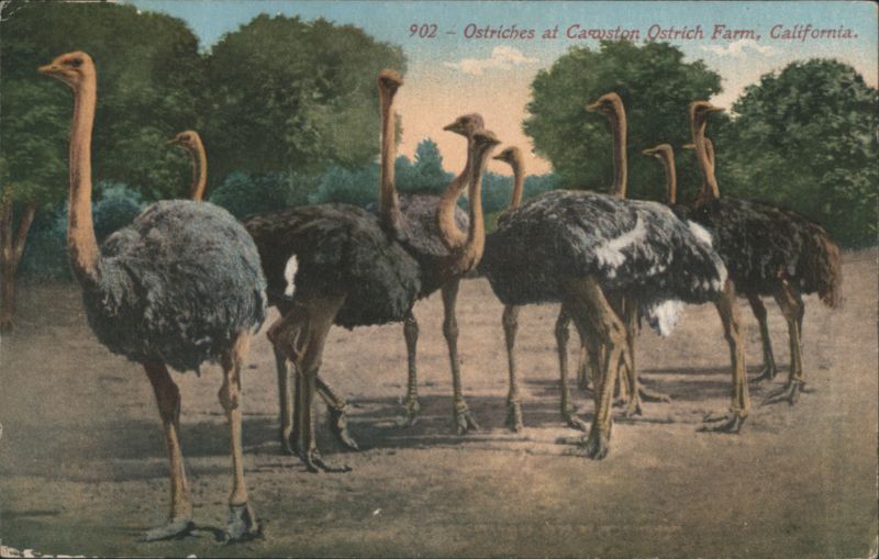 Ostriches at Cawston Ostrich Farm California