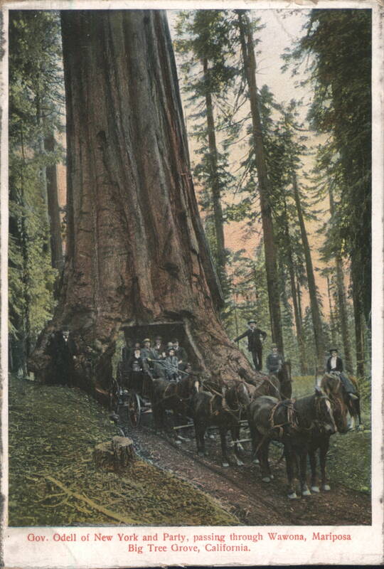 Gov. Odell of New York & Party, Wawona Big Tree Grove California