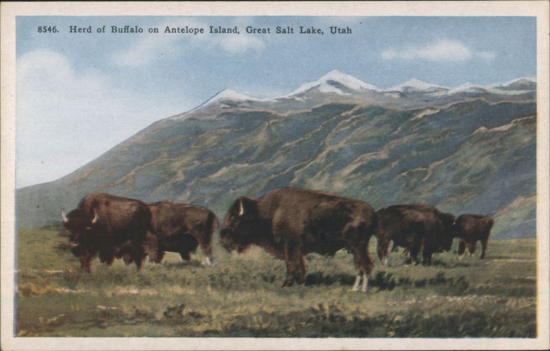 Herd of Buffalo on Antelope Island, Great Salt Lake, Utah