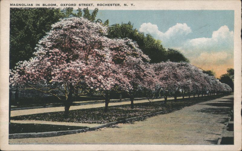 Magnolias in Bloom, Oxford Street Rochester New York