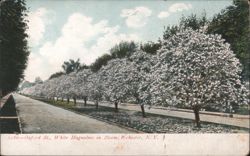 Oxford St., White Magnolias in Bloom Postcard