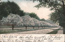 Oxford Street, Magnolias in bloom Postcard