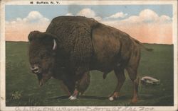American Buffalo at Zoo, Buffalo, NY Postcard
