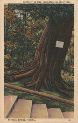 Arbor Vitae Tree, 1000 Years Old, Natural Bridge, VA Postcard