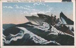 Sperm Whaling, "The Conflict" Postcard
