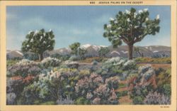 Joshua Palms on the Desert Postcard