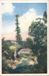 The Famous Palo Alto Tree, Santa Clara Valley, CA Postcard