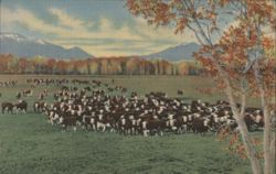 Cattle on the Range in the Southwest, Clovis, NM Postcard