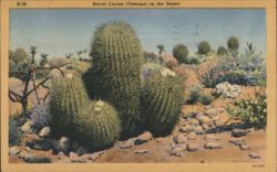 Barrel Cactus (Visnaga) on the Desert Postcard