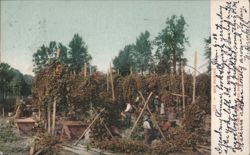 Hop Picking Postcard