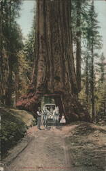 California Redwood Tree Wawona Tunnel, Horse Carriage Postcard