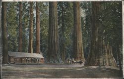 Cabin and Big Trees, Mariposa Grove, CA Postcard