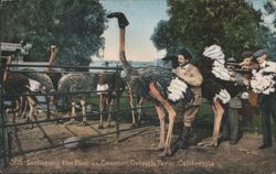 Gathering the Plumes, Cawston Ostrich Farm Postcard