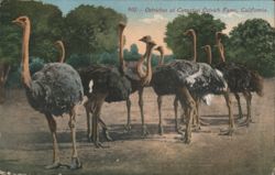 Ostriches at Cawston Ostrich Farm Postcard