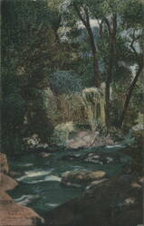 Trout Stream, Absaraka Park Postcard