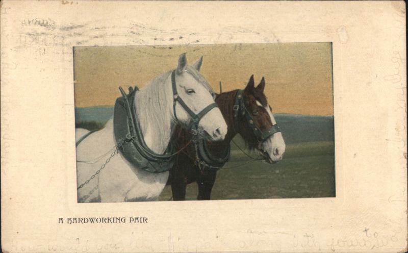 A Hardworking Pair of Draft Horses