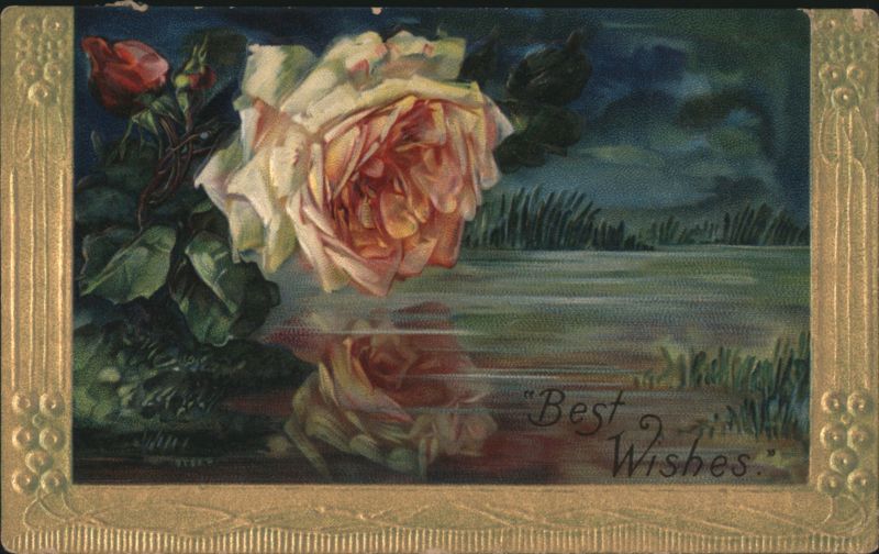 Rose with Reflection and 'Best Wishes' Greeting Flowers