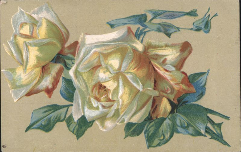 Two Cream and Pink Roses with Green Leaves Flowers