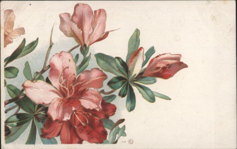 Pink and Red Azalea Flowers Illustration