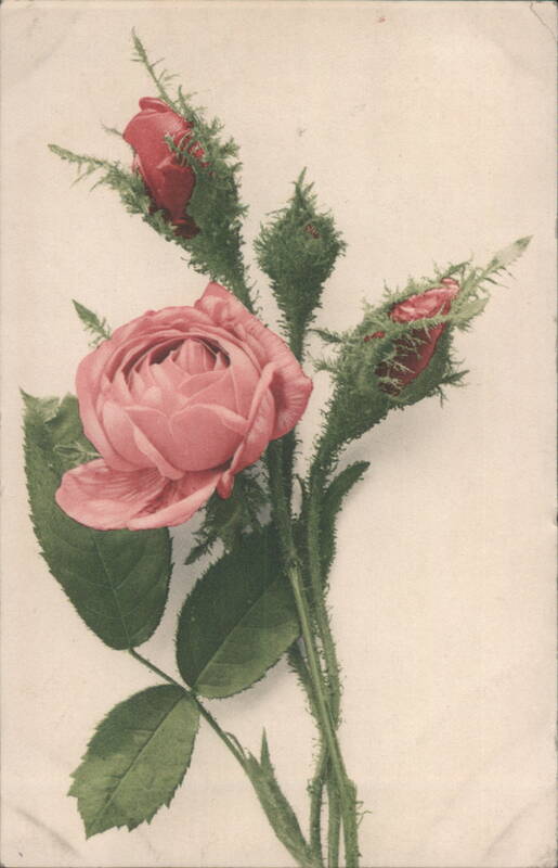 Pink Roses and Buds on Thorny Stems Flowers
