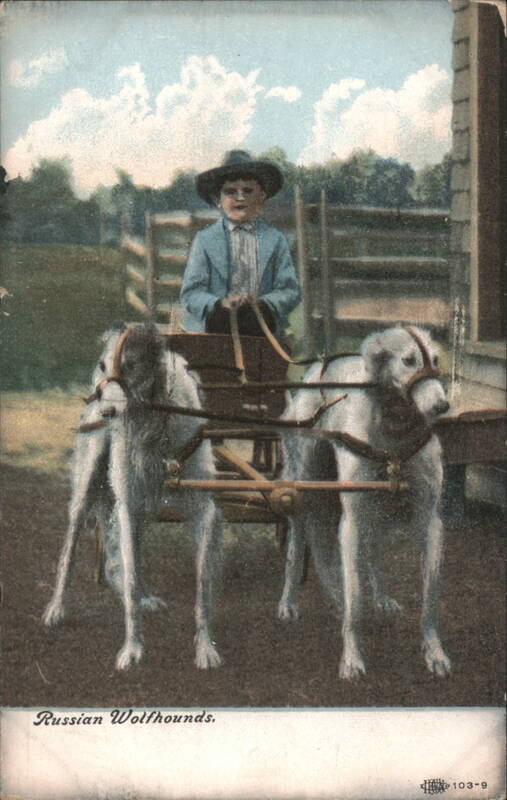 Boy in Cart Pulled by Two Russian Wolfhounds Dogs