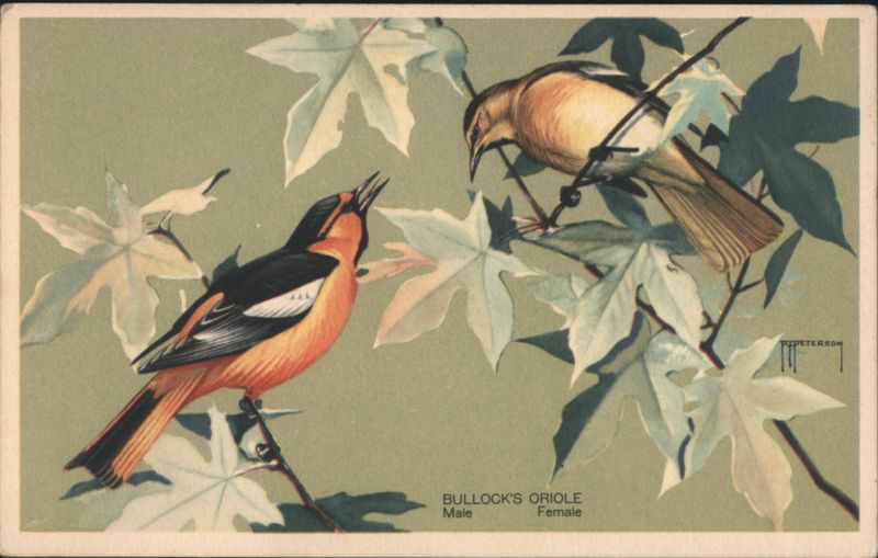 Bullock's Oriole Male and Female Birds on Branches