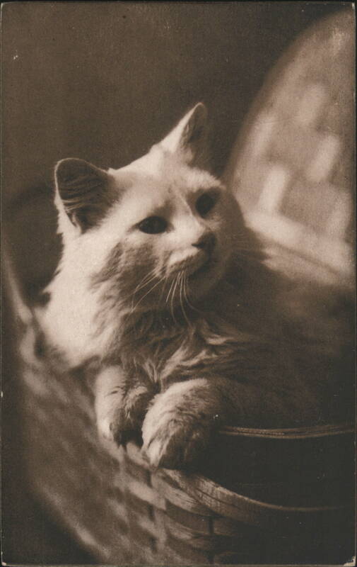 The Cute Kitty - Fluffy White Cat in a Woven Basket