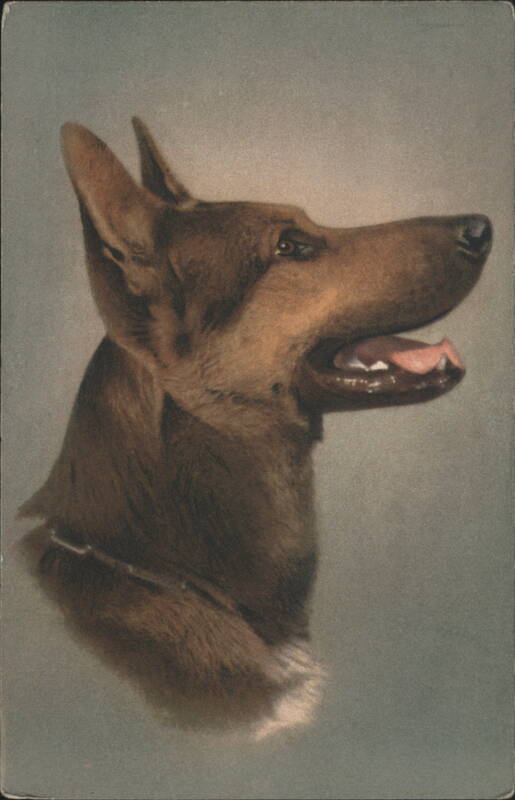 Alsatian Wolfhound Dog Portrait Dogs