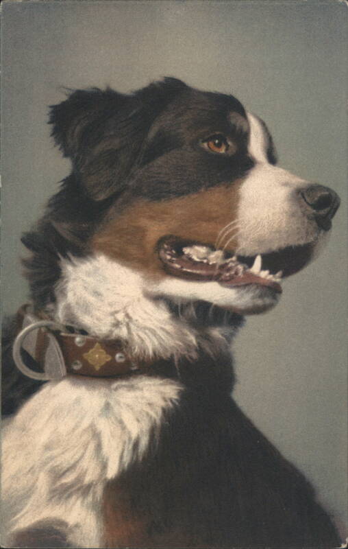 Intense Shepherd's Dog with Open Mouth and Collar Dogs
