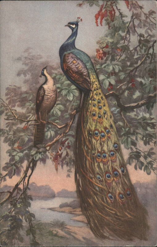 Peacocks in a Tree, Male with Full Tail and Female
