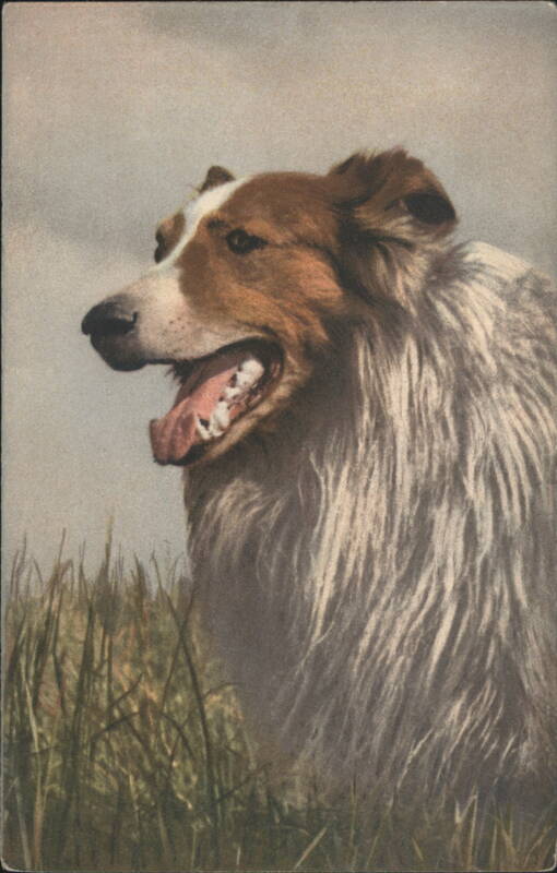 Collie Dog in Grass Dogs