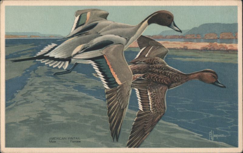 American Pintail Ducks in Flight, Male and Female Jacques