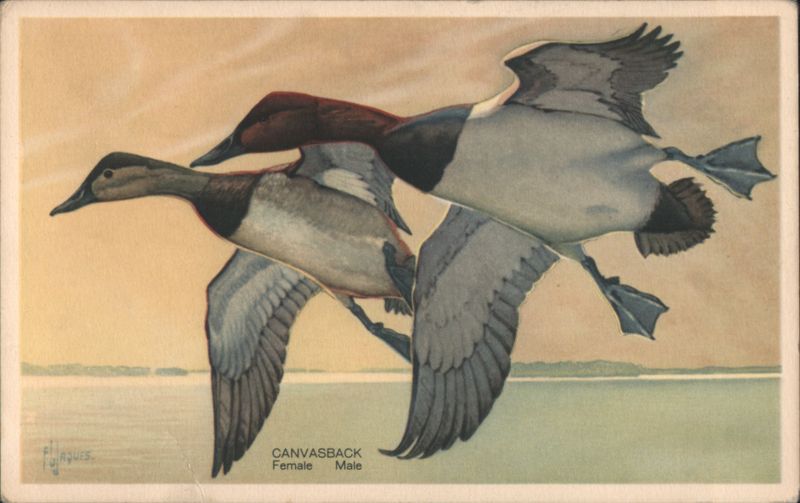 Canvasback Ducks in Flight, Male and Female Wildlife Art