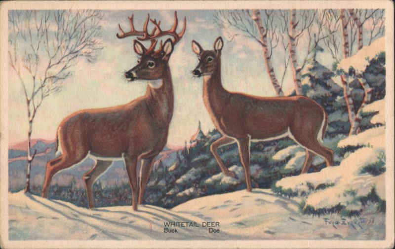 Whitetail Deer Buck and Doe in Snowy Winter Landscape by F.L. Jaques