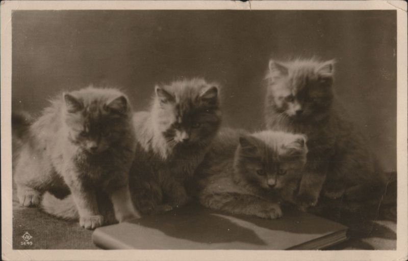 Four Fluffy Kittens, One Resting on a Book Cats