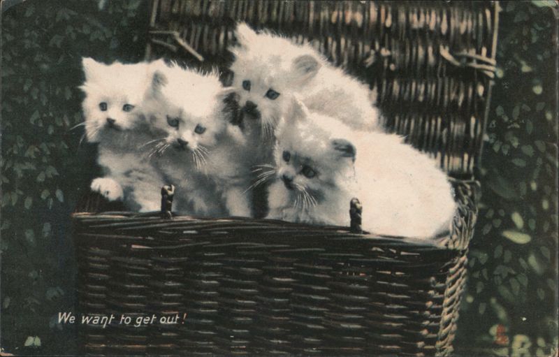 Five White Kittens in Wicker Basket We Want to Get Out!