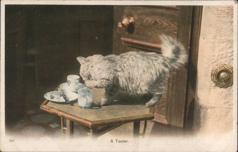 Grey Cat Tasting from Cup on Table - 'A Taster' Cats