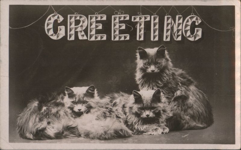 GREETING with Three Fluffy Cats