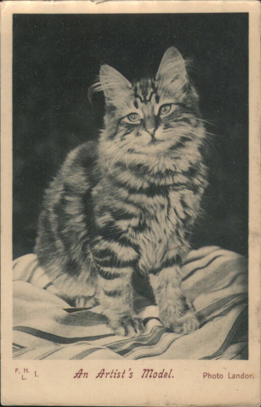Fluffy Tabby Cat 'An Artist's Model' on Striped Blanket