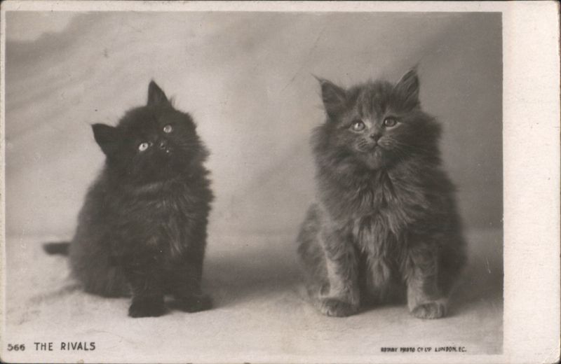Two Fluffy Kittens, 'The Rivals', Black and Grey Cats